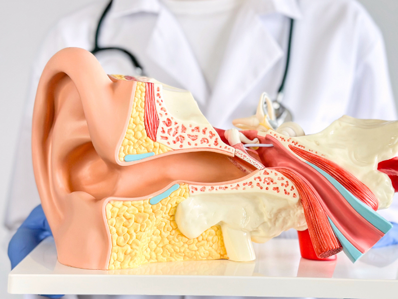 ENT (Ear, Nose, and Throat)